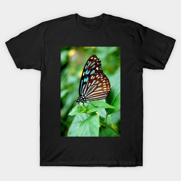 Black and Blue Butterfly T-Shirt by WaterGardens